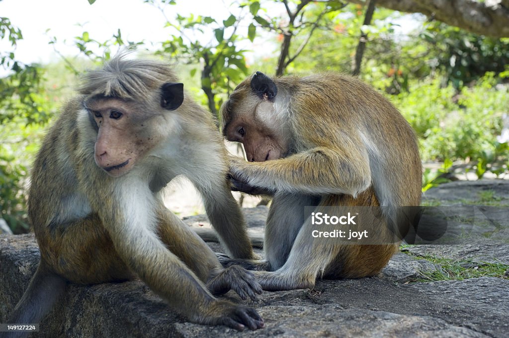Dwie monkey - Zbiór zdjęć royalty-free (Azja)
