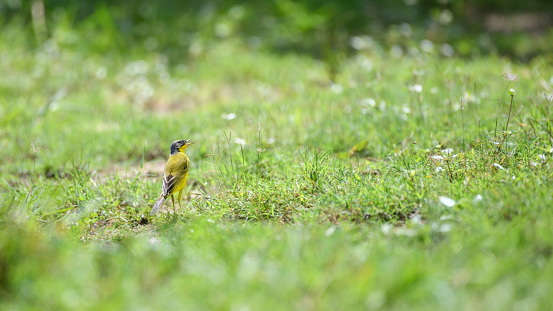 Western yellow wagtail (Motacilla flava) male bird standing watchful in the grass field.