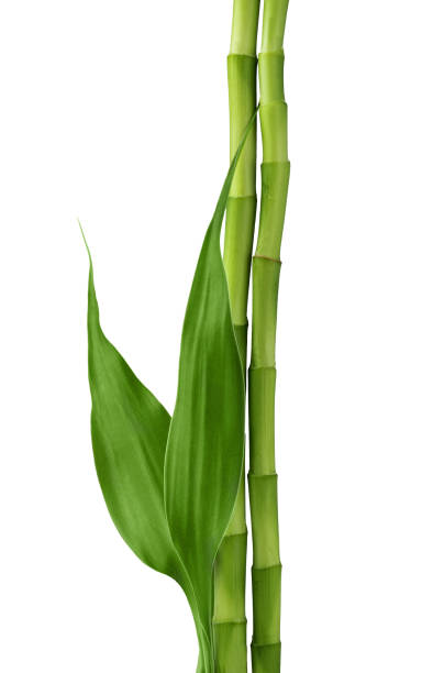 istock Branches of bamboo isolated on white background. 1491273698