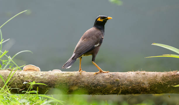 istock Common mynah bird perch on a log in the garden. 1491274126
