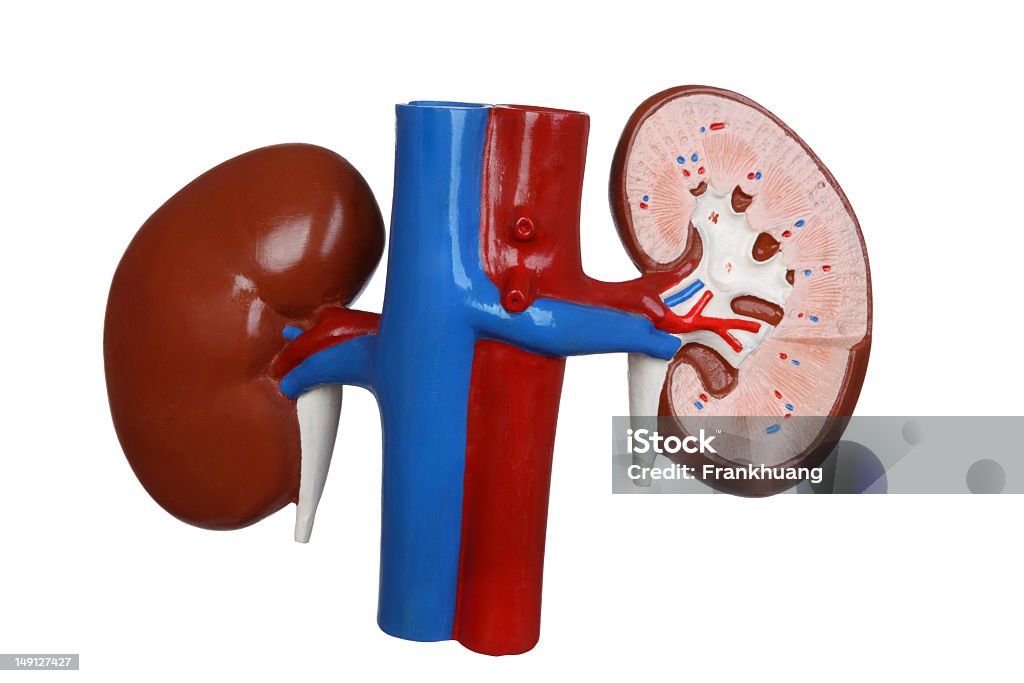 人の腎臓 - 人体構造のロイヤリティフリーストックフォト