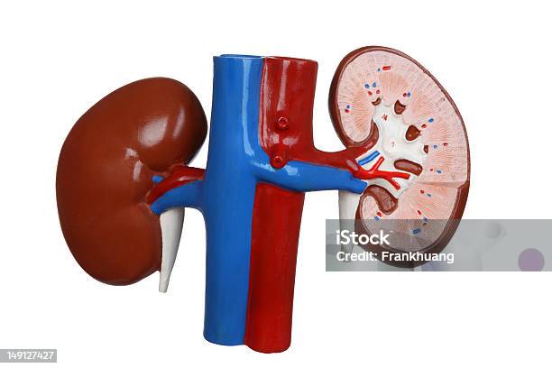 人の腎臓 - 人体構造のストックフォトや画像を多数ご用意 - 人体構造, 人の腎臓, 泌尿器系