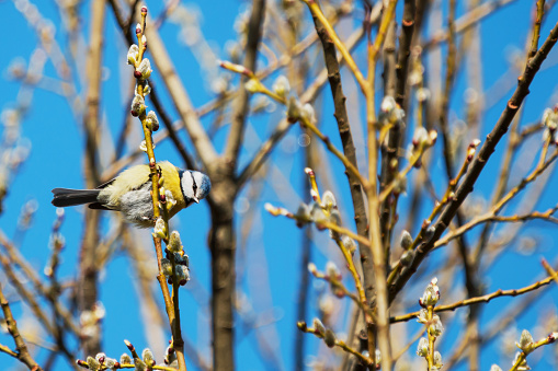 Blue tit in the spring forest