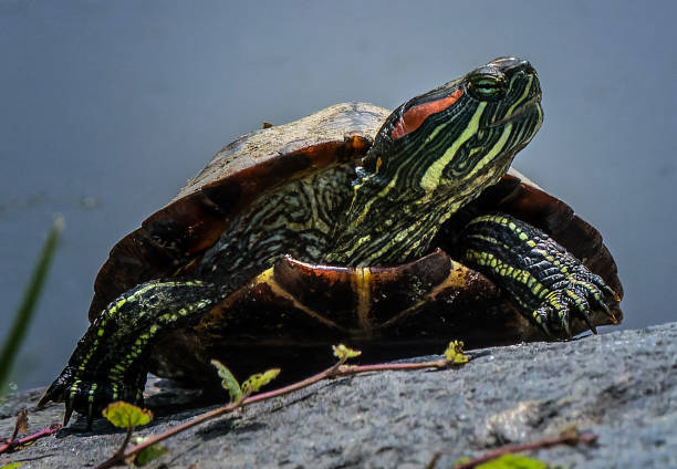istock A Mud Turtle on the river bank 1491274972