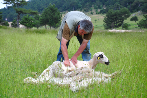 a farmer and sheep on nature
