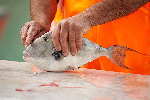 fish stock photo