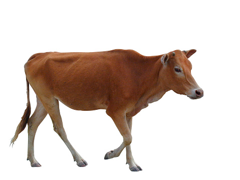 Lovely cow against isolated white background, with clipping path.