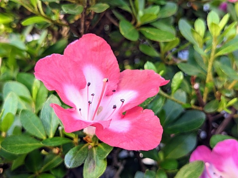 Satsuki azalea. flowers in my mother's garden in May