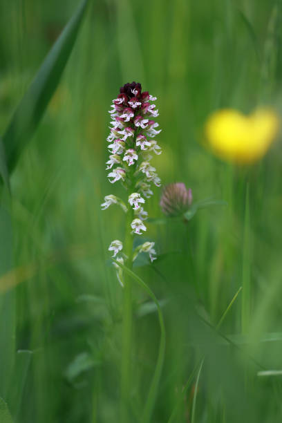 A Burnt Orchid Orchis ustulata and a yellow heart A burnt orchid and a gorgeous yellow heart in a meadow. orchis ustulata stock pictures, royalty-free photos & images