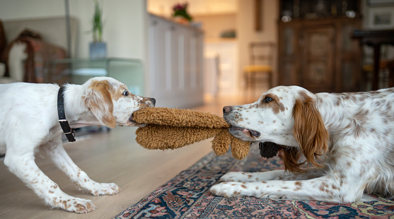 Puppy and adult english setters play fighting in the living room.
