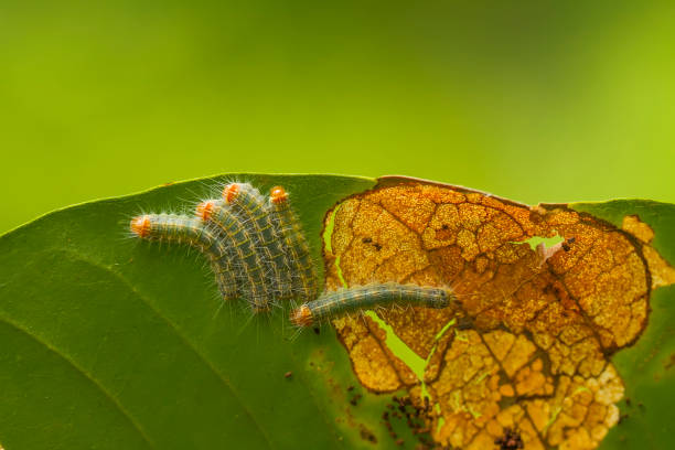 istock Hairy Caterpillar on Nature Place 1491279370