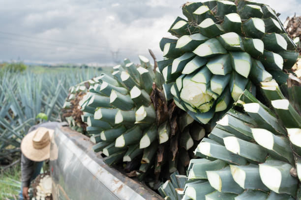 The farmer worked hard with the agave. The farmer is loading the agave plants into the truck. pics of a spiky fruit stock pictures, royalty-free photos & images
