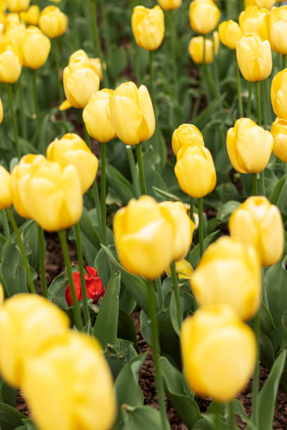 istock One red tulip fell surrounded by yellow tulips. 1491280015