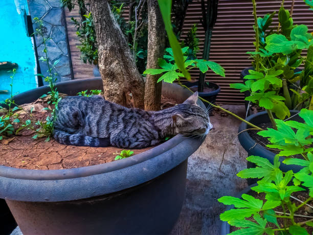 istock An exhausted cat fell asleep on a potted plant 1491280577