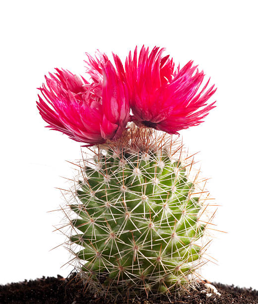 cactus con grandi fiori rossi su bianco - cactus thorns foto e immagini stock