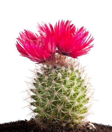 cactus with large red flowers isolated on white background