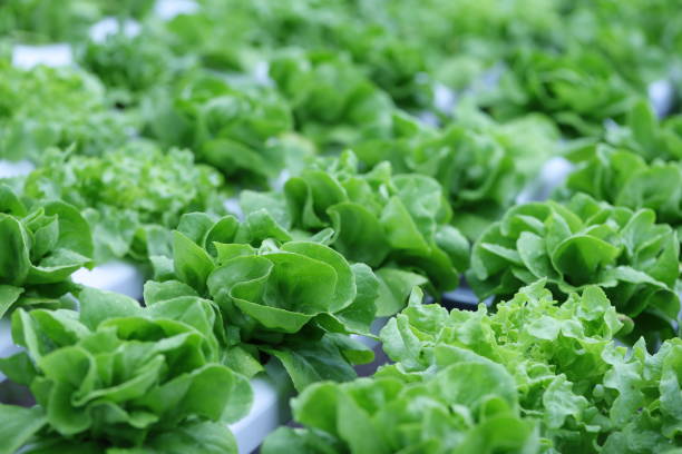 istock Hydroponics lettuces Organic fresh harvested vegetables,Farmers hands holding fresh vegetables 1491281172