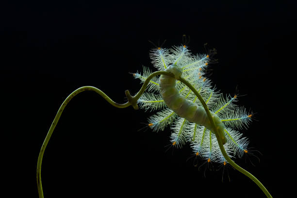 istock Hairy Caterpillar on Nature Place 1491281684