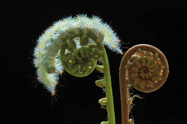 istock Hairy Caterpillar on Nature Place 1491281730