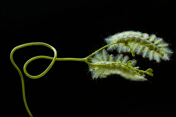istock Hairy Caterpillar on Nature Place 1491282020