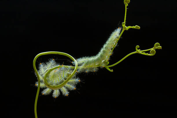 istock Hairy Caterpillar on Nature Place 1491282022