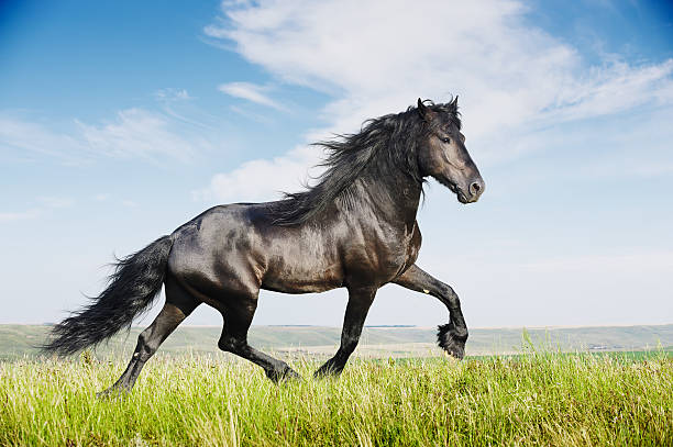 istock Beautiful black horse running trot 149128209