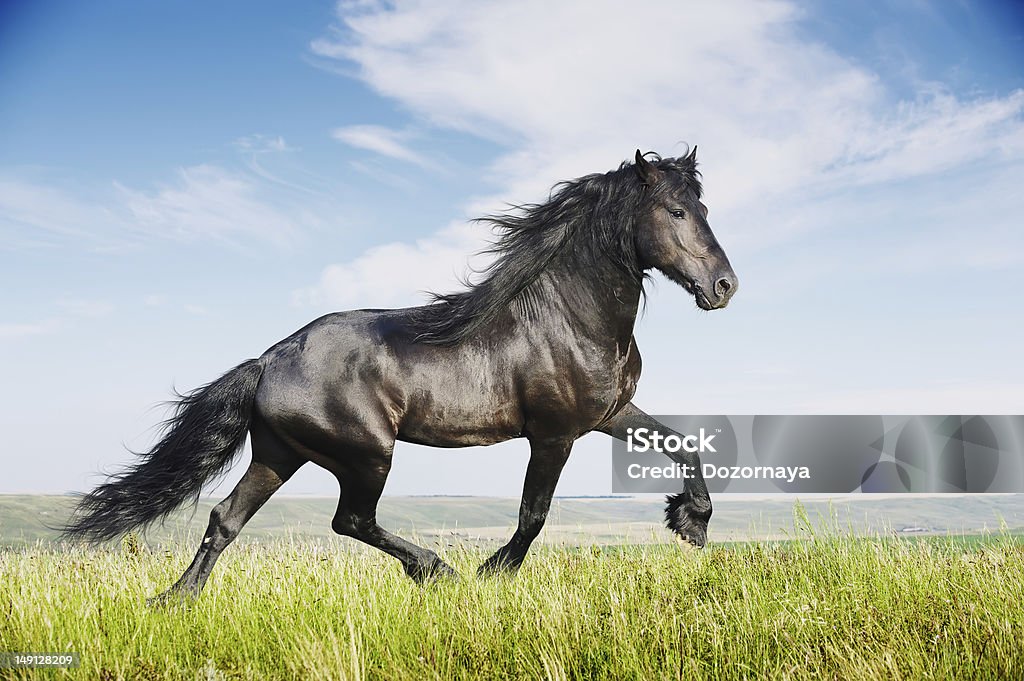 Beautiful black horse running trot Beautiful black friesian stallion running trot on the field Friesian Horse Stock Photo
