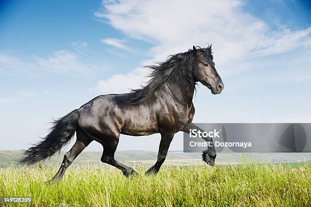 Beautiful Black Horse Running Trot Stock Photo - Download Image Now - Friesian Horse, Activity, Animal