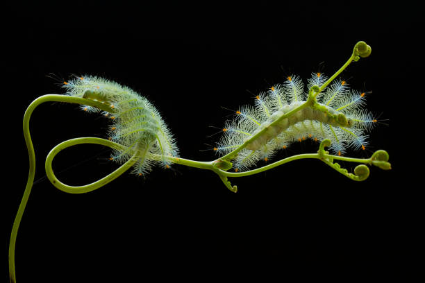 istock Hairy Caterpillar on Nature Place 1491282096