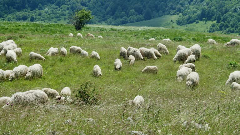 The herd of sheep on the grassland in Lika region of Croatia