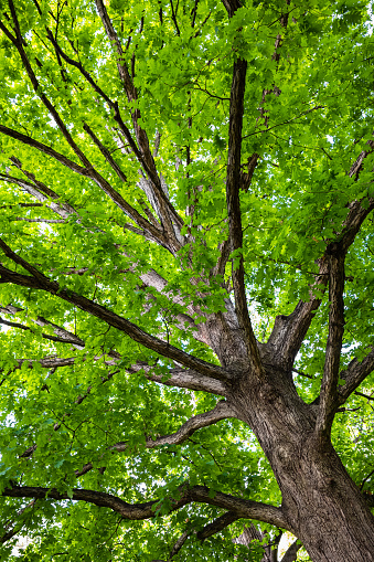 low angle shot into the canopy of an ancient oak tree on a sunny summer day