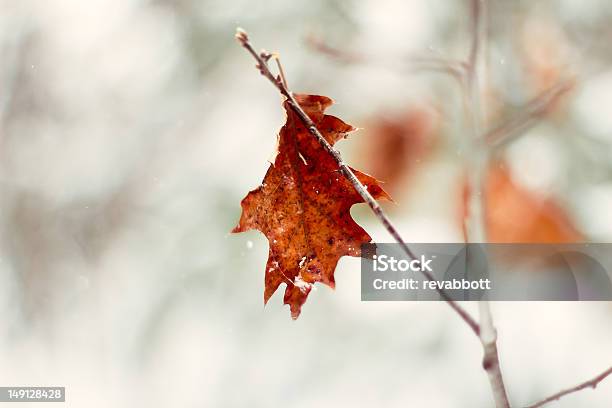 Folha De Inverno - Fotografias de stock e mais imagens de Ao Ar Livre - Ao Ar Livre, Canadá, Floco de Neve