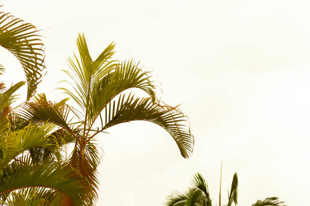 Coconut palm with sky in the background. Palm concept. Coconut tree concept.