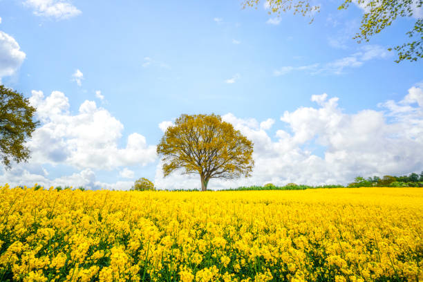 Beautiful tree in a yellow canola field stock photo