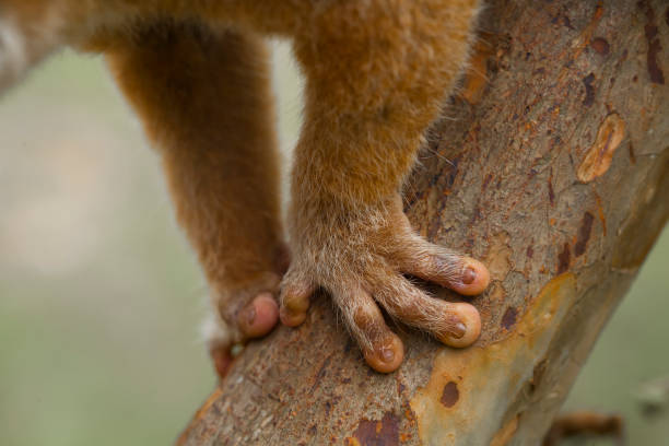 Nycticebus borneoanus or \