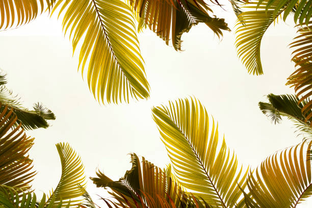 istock Coconut palm with sky in the background. 1491288275