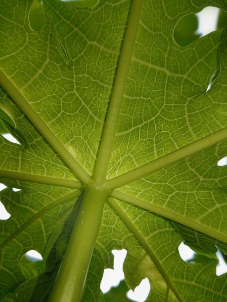 istock papaya leaves and shoots 1491289889