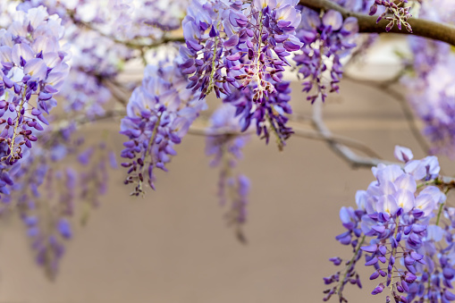 wisteria branch blossom isolated on white background