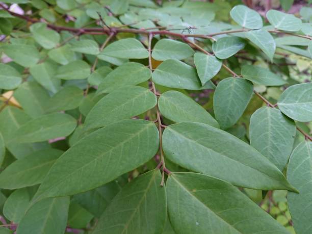 istock young tropical plant leaves 1491290102
