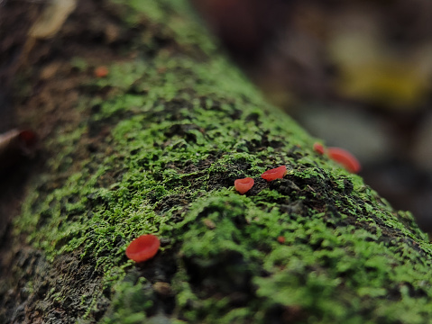 Sarcoscypha occidentalis, commonly known as the stalked scarlet cup or the western scarlet cup, is a species of fungus in the family Sarcoscyphaceae of the Pezizales order.