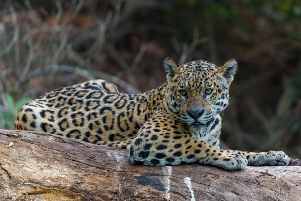 istock Jaguar in the Pantanal Wetlands 1491292164
