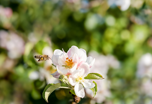 a bee flies to a blossoming apple tree