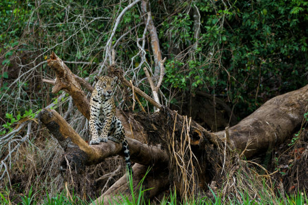 Jaguar in the Pantanal Wetlands stock photo