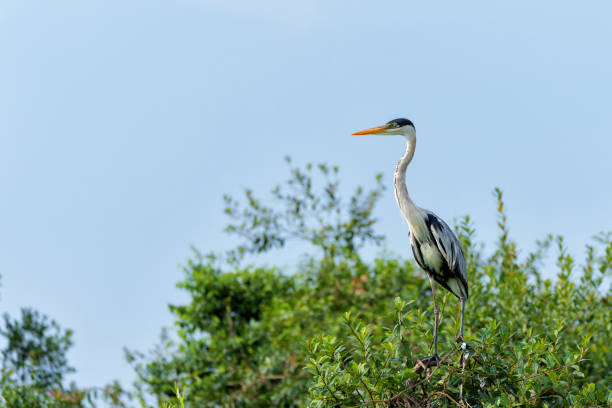istock cocoi heron , North Pantanal 1491293526