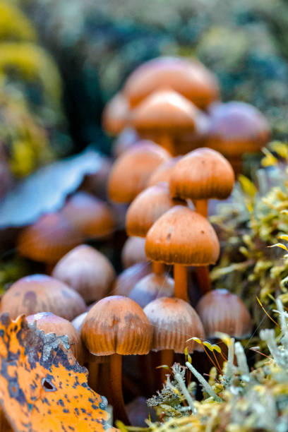 istock Closeup of Old Brown tree Fungus Parasite Toadstools on Tree Stem Against Autumn Scenery in Polesye natural Resort. 1491293781