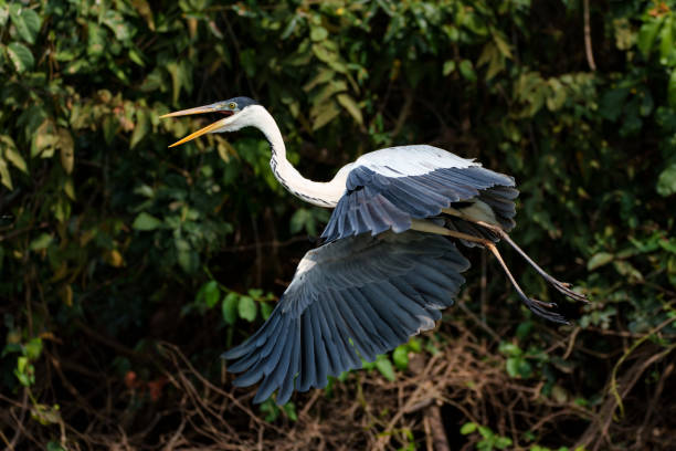 istock cocoi heron , North Pantanal 1491293887