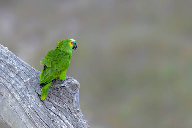 istock The turquoise fronted amazon in the Pantanal 1491294011