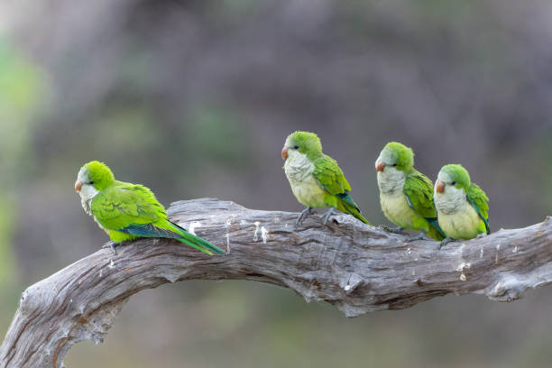istock Monk Parakeet in the Pantanal Wetlands 1491294179