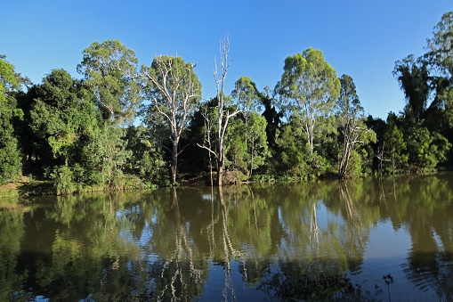 reflection of trees in river\n\nLogan River, Queensland, Australia.         March