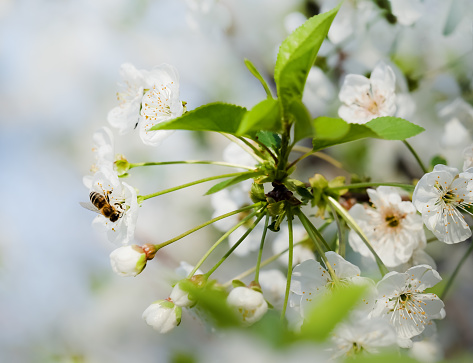 a bee on a blossoming cherry tree